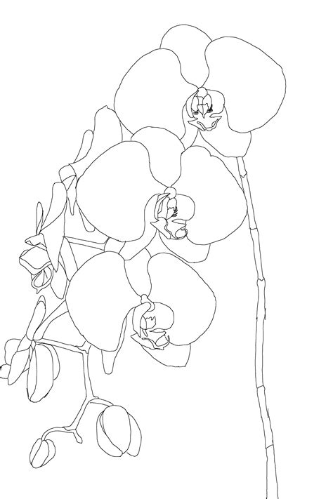 Orchid Line Drawing At Getdrawings Free Download