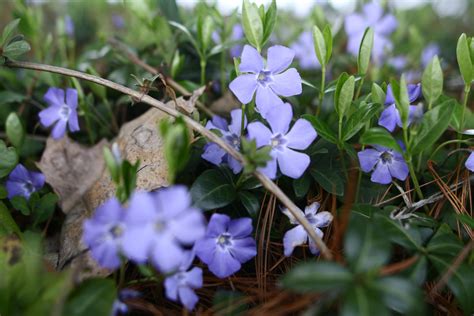 Macro Little Blue Flowers Spring Flowers Free Nature Pictures By