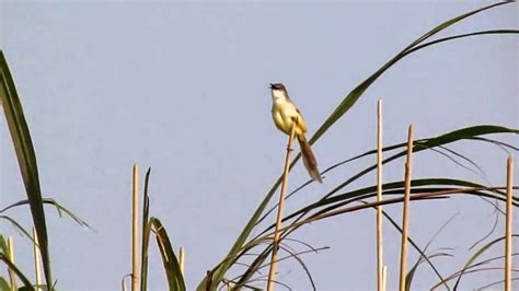 Download Gambar Burung Sawah | Pickini