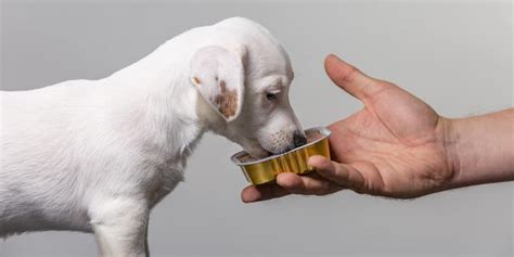 Patience and persistence is the key! How Much Should You Feed Your Dog? | Gooddogsco.com