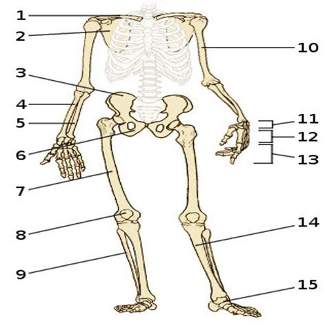 Label Appendicular Skeleton Diagram Quizlet