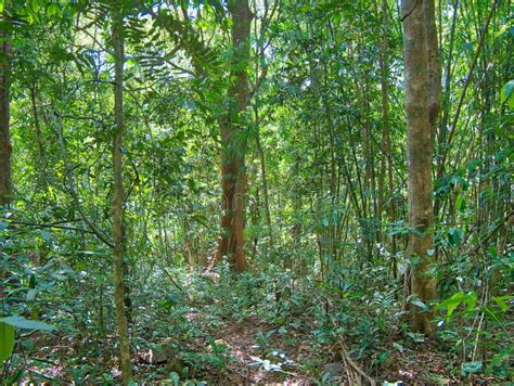 Dense Vegetation On Cuyabeno River Inside Of The Amazon Rainforest In