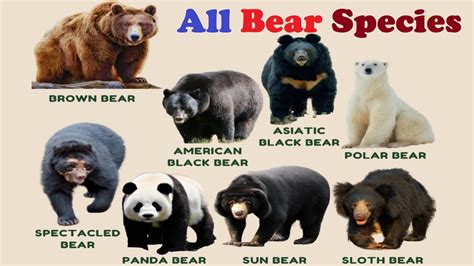 All Bear Species Different Types Of Bear Youtube