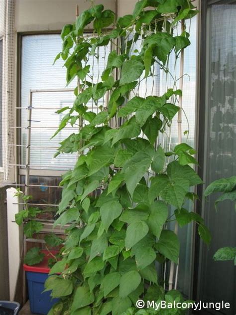 Growing Pole Beans In Containers Pole Beans Growing Green Beans