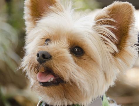 Yorkshire Terrier Yorkie Dog Breed Characteristics And Care