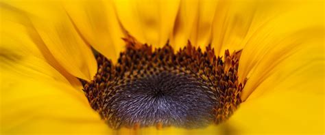 2560x1440 Wallpaper Yellow Sunflower Peakpx