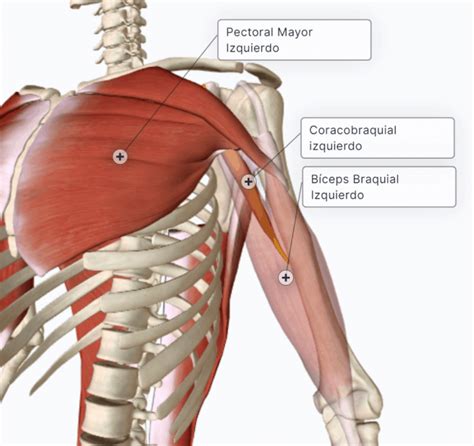 Movilidad de la región del hombro II Articulación escapulohumeral