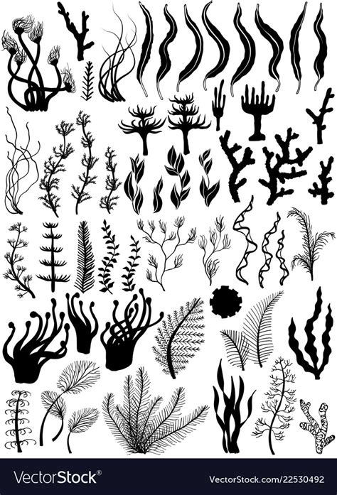 Set Marine Plants And Corals Silhouettes Vector Image