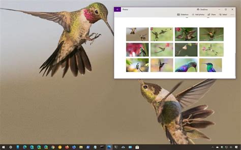 National Geographic Hummingbirds Theme For Windows 10 Download