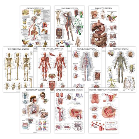 Buy 10 Pack Anatomical Set Laminated Muscular Skeletal