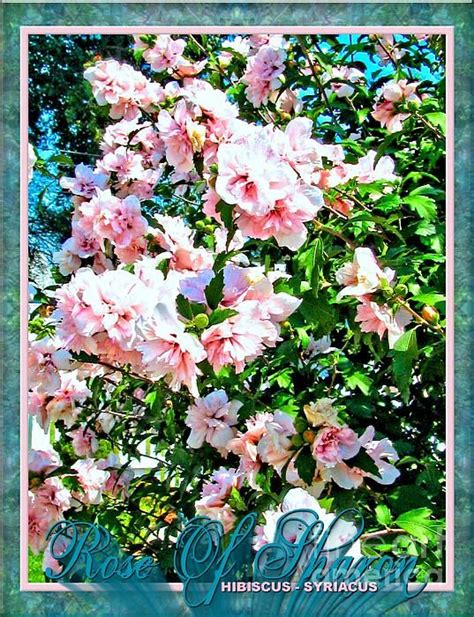 Photography Of Pink Rose Of Sharon Hibiscus Syriacus Digital Word