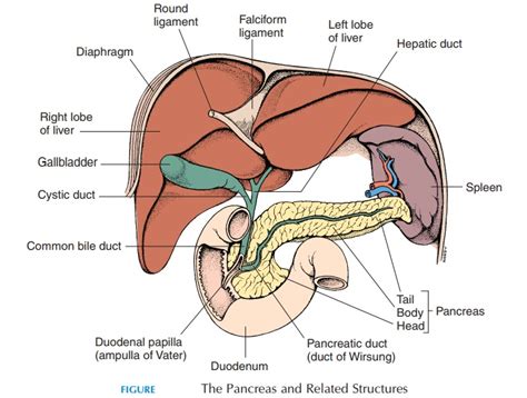 Controls all the other organs of the body and ensures they work together as a team. Gallbladder - Structure and Function of Digestive System