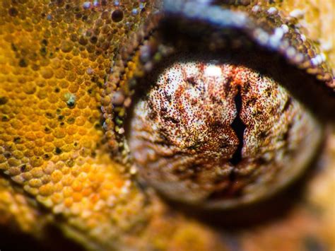 The Eye Of A Chameleon Smithsonian Photo Contest Smithsonian Magazine