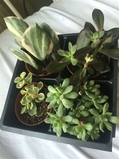 Check spelling or type a new query. Variegated Succulents 😍😍😍 | Succulents, House plants, Plants