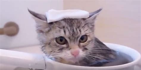 【猫】いい湯だニャ～。まったり癒される「猫とお風呂」動画3選（13） Mimotミモット