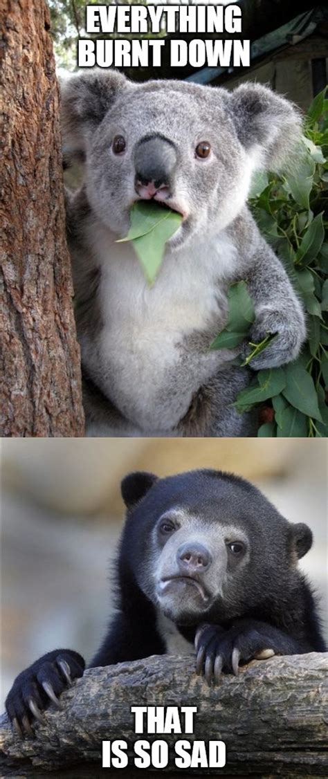 Image Tagged In Memessurprised Koalaconfession Bear Imgflip
