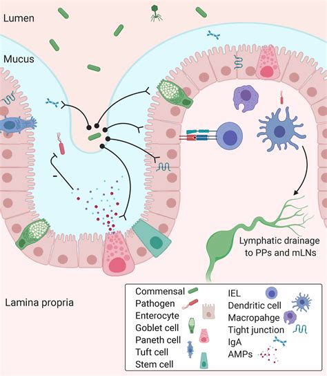 Immune Microbiota Interplay And Colonization Resistance In Infection