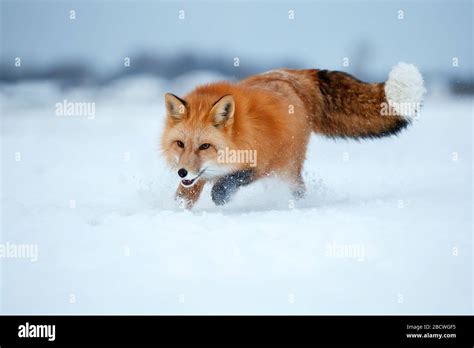 Red Fox Hunts In The Snow In Winter Stock Photo Alamy
