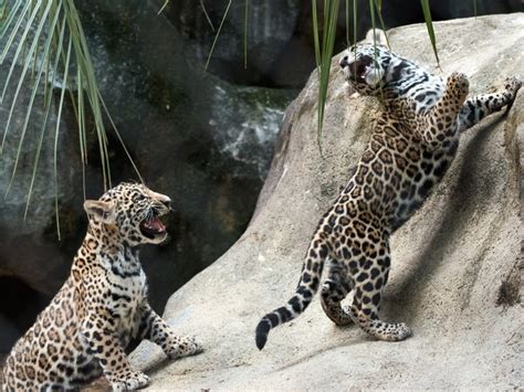 Theyre Twins Adorable Baby Jaguars Make Debut At Houston Zoo