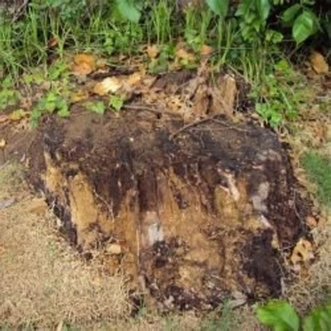 Tree stumps are unsightly and take up valuable space. Tree Stump Removal the Lazy Way | Dengarden