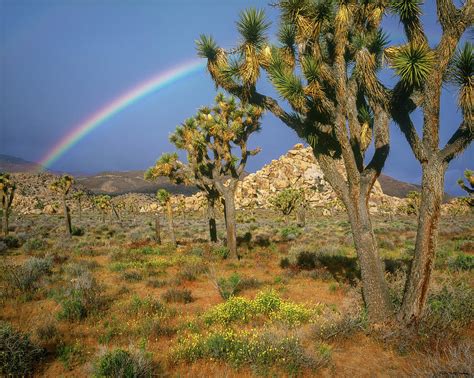 Desert Rainbow Photograph By Kirk Owens Fine Art America
