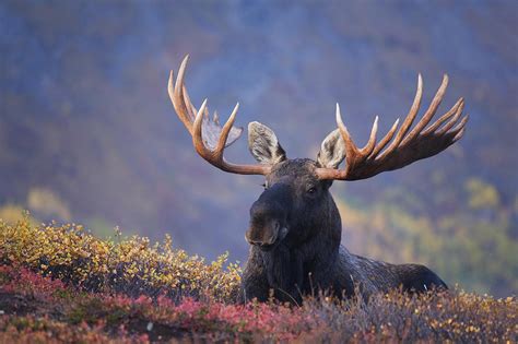 Bull Moose Bedded Down During Autumn Photograph By Milo Burcham