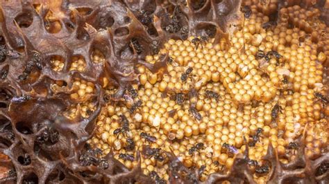 Inside The Hive Of Stingless Bee Stock Photo Image Of Ecology