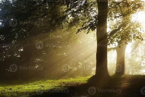 Morning Sun Rays On Forest 1318629 Stock Photo At Vecteezy