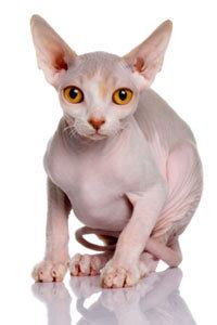 Hairlessness in cats is a naturally occurring genetic mutation; Home Remedies for Cats With Hair Loss | HowStuffWorks