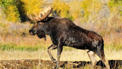 Early Season Moose Where And When To Find Them Outdoor Canada