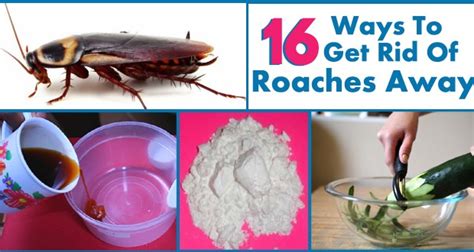 How fast do german roaches multiply? How to Get Rid of Roaches Permanently