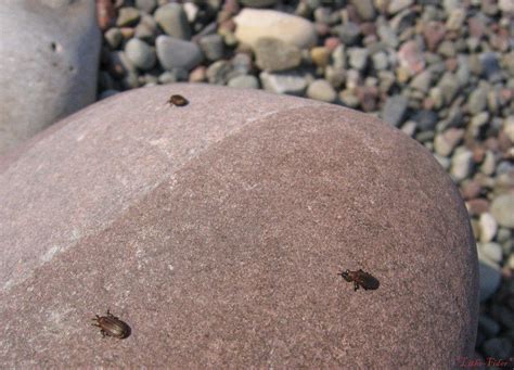 Bugs On A Rock By Lithe Fider On Deviantart