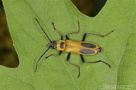 Goldenrod Soldier Beetle Chauliognathus Pennsylvanicus Photo By