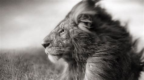 Download Portrait Of A Lion In Black And White Hd Wallpaper For
