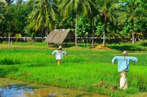 Meningkatkan kecekapan pengurusan penyelidikan padi di. USAHAWAN POLITAN: Kepentingan Sektor Padi di Malaysia