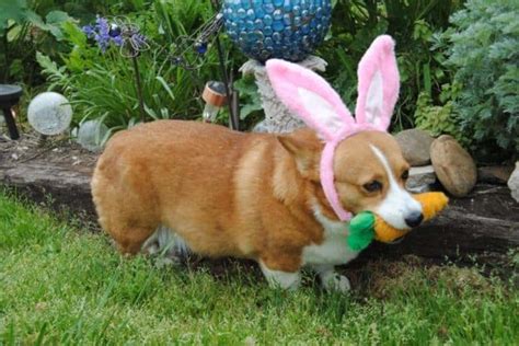 10 Hilarious And Adorable Pictures Of Animals Celebrating