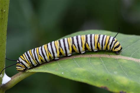 Free Picture Monarch Butterfly Larvae Feeding Milkweed