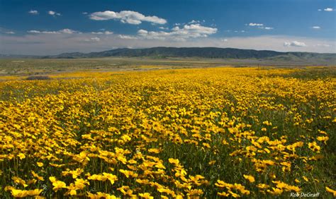 Climate Change Threatens Wildflower Diversity In California Kqed