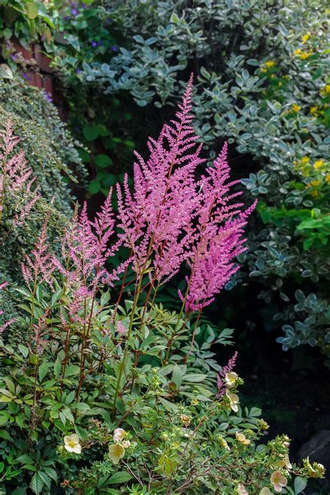 25 Shade Loving Plants That Dont Need Much Sun To Thrive Shade