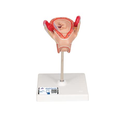 Anatomical Teaching Model Plastic Obgyn Models Pregnancy Model