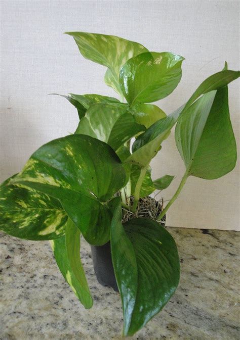 Chinese evergreen plants are good for purifying the air against xylene and formaldehyde. Amazon.com : Collection of the Four Best Clean Air Plants ...