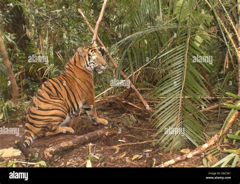 Tiger Trap Hi Res Stock Photography And Images Alamy