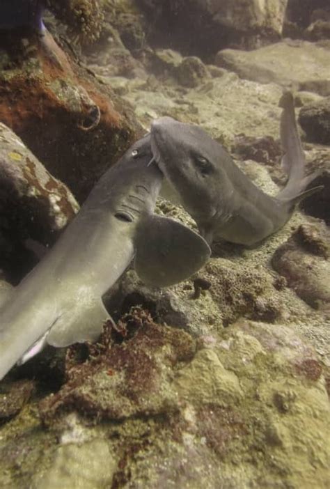 The Shark Friend Perhentian Island Divers