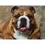 Bulldog Wallpapers  Fun Animals Wiki Videos Pictures Stories