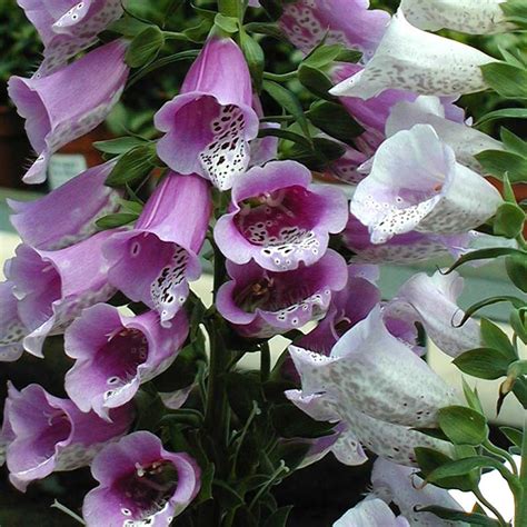 'chinensis' only reaches heights of 13' to 30' and is only hardy in zones 6 to 10. Digitalis Giant Shirley|Hummingbird Friendly|Sun Perennial