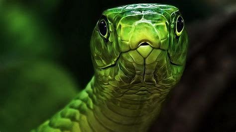 Cool Snake Wallpapers Wallpaper Cave