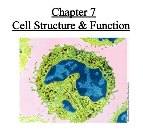 Lesson summary the discovery of the cell the invention of the microscope in the 1600s enabled researchers to see cells for the first time. CELL THEORY24: Chapter 7 Cell Structure & Function. 7-1 ...