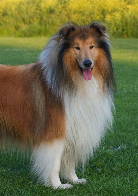 Lassie The Adventures Of Auntie Awesome