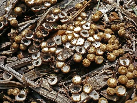 Most fungus gnat species are not harmful to our gardens, but the dangerous ones are in the sciaridae family. Bird's Nest Fungus Control - What To Do For Bird's Nest ...