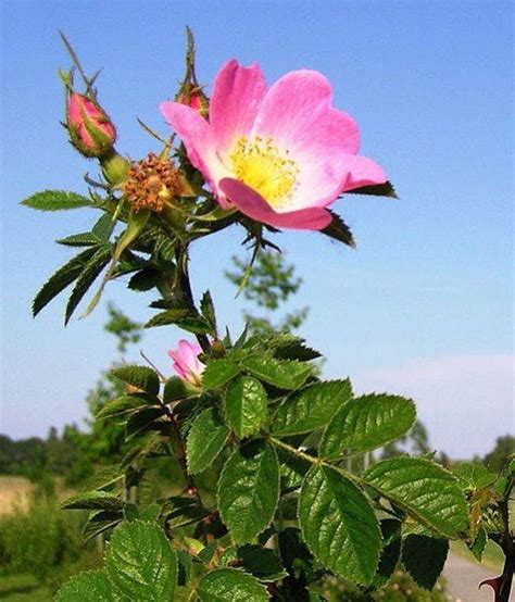 Rosa Eglantaria Sweetbriar Rose Eglantine Rose 20 Seeds Etsy